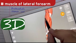 Lateral compartment of forearm  Overview  Doctor Speedy [upl. by Aenet]