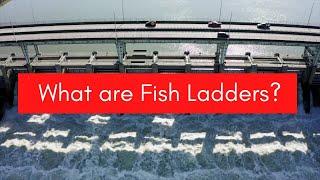 What are Fish Ladders Hydraulic Structures [upl. by Idnew]