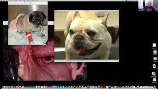 Surgical Management of Brachycephalic Syndrome [upl. by Assehc580]