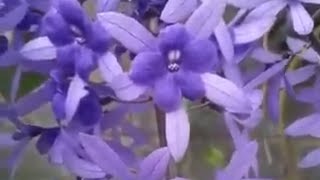 Flowers in Guatemala💜Petrea volubilisMachiguá Flor Santa LucíaLiane de Saint JeanQueens Wreath [upl. by Hcahsem]