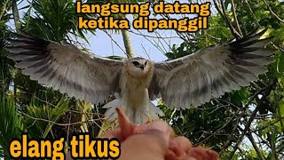 Perkembangan Elanus caeruleusdari kecil hingga kini [upl. by Nnyliram824]