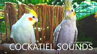 Cockatiel Sounds  Lutino and Pearl From Nono [upl. by Sharma662]