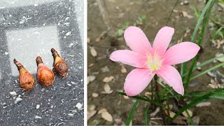 How to grow Rain Lily from Bulbs  Rain Lily grow and care  Joe Garden [upl. by Arabelle]