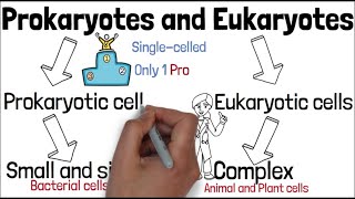 EUKARYOTES and PROKARYOTES  Biology GCSE and iGCSE Exam Revision [upl. by Ybab498]