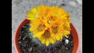 37 Cactus en flor  cuidados basicos de un cactus  37 blooming cactus [upl. by Nerek]