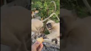 ले भाई तू वापस ले ले monkey funny videos chiks shorts chhotudada mrindianhacker viral monkeys [upl. by Erich287]