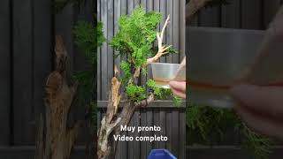 Thuja Occidentalisbonsaiaficionado jardin bonsai [upl. by Elmore]