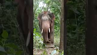 Elephant new video forest ma raning kar raha a like kega part15 [upl. by Enitsenrae373]