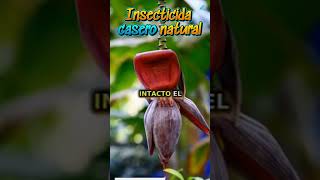 Insecticida casero natural Protege tus plantas sin químicos [upl. by Howard]