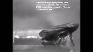 Froghoppers jump from smooth plant surfaces by piercing them with sharp spines [upl. by Ahsiliw]