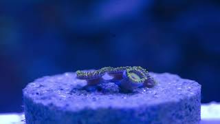 Check out this Rasta Zoanthid Frag Time lapse [upl. by Traci]