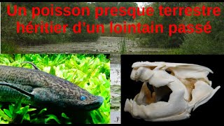 Un poisson qui respire et qui marche  le dipneuste de Nature Etrange 5 [upl. by Annoj]