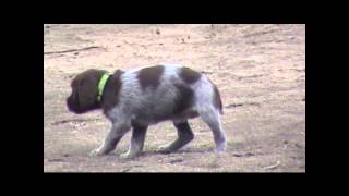 Bluestem Kennels Wirehaired Pointing Griffons quotEquot Litter 55 weeks [upl. by Afton]