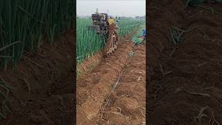 Mechanized harvesting of green onions  good tools and machinery make work more efficient [upl. by Minetta]