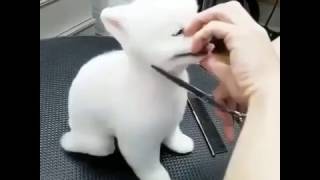 Little Pomeranian getting haircut  Cutest Haircut Ever  Cutest Dog Ever [upl. by Suirauqram324]