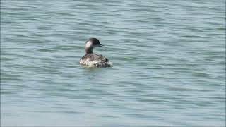 Black necked Grebes [upl. by Aiksa]