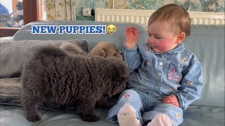 BABY DAISY MEETS NEW CHOW PUPPIES😭💖 CUTEST REACTION EVERRR [upl. by Ahsieat]