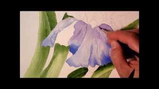 Iris in Watercolor painting process time lapse [upl. by Sprage636]