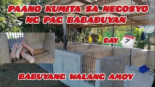 BABUYANG WALANG AMOY  DAY 7 ✅ PAANO KUMITA NG MALAKI SA BACKYARD PIGGERY BUSINESS [upl. by Enoch464]