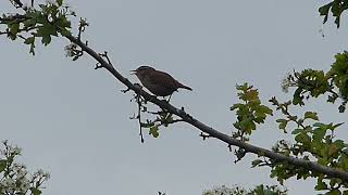 Wren singing wren [upl. by Linker]