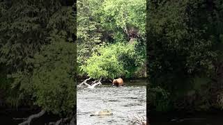 Katmai National Park  Bear Enjoying in River [upl. by Nhtanhoj624]