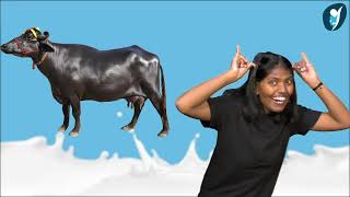 Milk  Indian Sign Language [upl. by Atiz]