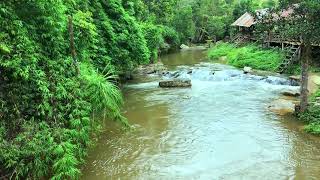 Green River in the Sunny Forest singing birds and the sound of water calm sounds of nature [upl. by Enert]