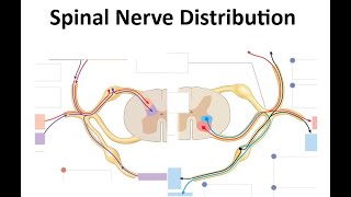 Spinal Nerves Distribution [upl. by Felic]