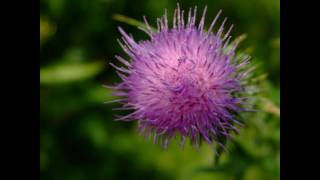 Flower of Scotland  Bagpipes [upl. by Ella]