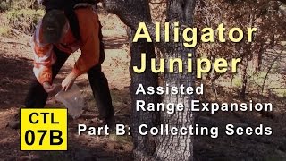 CTL 7B  Alligator Juniper collecting seeds [upl. by Erickson]