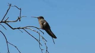 PICAFLOR GIGANTE Patagona gigas [upl. by Ardna]