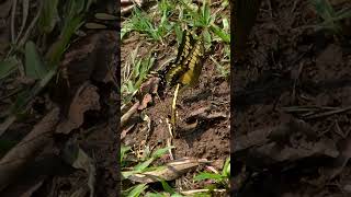 Limonera grande Heraclides thoas – Parque Nacional Iguazú – Buscado Fauna Short [upl. by Oniuqa]