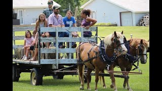 Sister Haflinger Mares Cataloged Kalona Monthly Horse Sale 10724 [upl. by Rebba633]