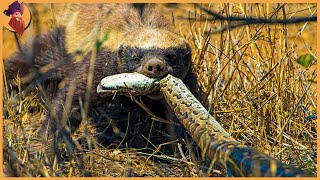 Top 17 Moments When Honey Badgers Show The Competition Just How Nuts They Are [upl. by Aslin]