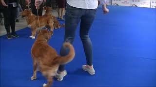 Nova Scotia Duck Tolling Retriever female champions EDS 2018 [upl. by Laise74]