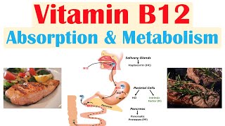 Vitamin B12 Absorption amp Metabolism  2 Enzymes That Require Vitamin B12 [upl. by Oiruam690]