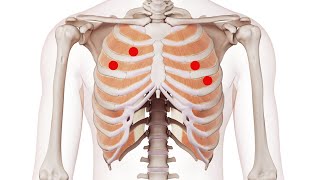 Exploring the Intercostals Understanding Trigger Point Locations for Better Muscle Health [upl. by Laure126]