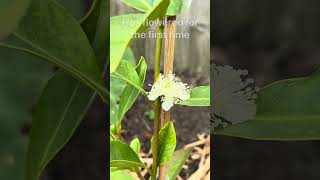 First Lemon Guava Flower Has Opened [upl. by Volotta]