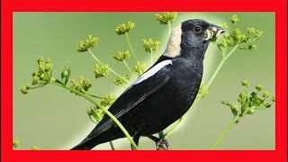 Bobolink Song Bobolink Call Bobolink Sound Bobolink Chirp [upl. by Rohn]