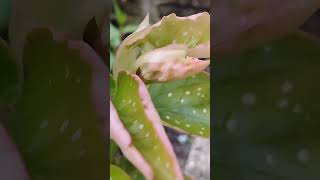 Angel wing begonia leaves plants flowers [upl. by Ynoffit]