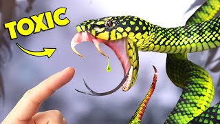 Bite of Rare Snake has Mysterious Venom [upl. by Ahsilav]