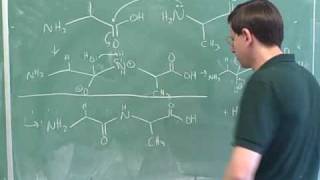 Introduction to amino acids and peptides 10 [upl. by Encrata374]