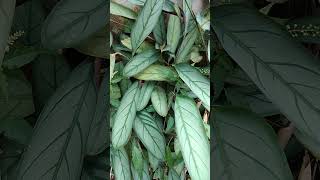 Calathea Variety Prayer Plant Setosa Grey Star Plant natureplants indoorplants garden [upl. by Krischer]