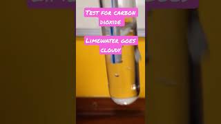 Test for carbon dioxide Limewater goes cloudy gcses2023 alevels2023 alevelchemistry gcsescience [upl. by Zora]