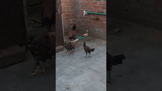 Aseel chicks fight  1st time chicks fight [upl. by Aseen96]