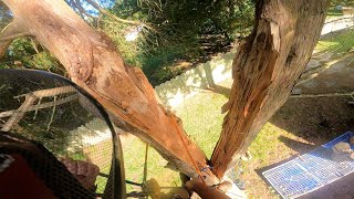 Removing a FAILED cedar [upl. by Cassey]