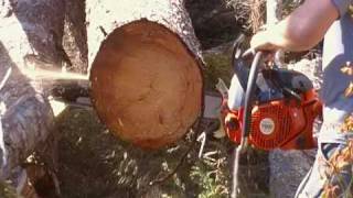 Dolmar 79cc Chainsaw First Cuts [upl. by Macpherson]