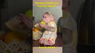 Monkey NANA eats fruit by herself monkeyfamily smartmonkey monkeyvideo shorts monkey [upl. by Arerrac]