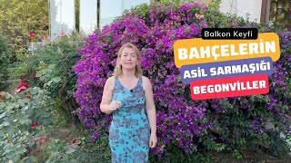 Bahçelerin Asil Sarmaşığı BEGONVİLLER🌸 [upl. by Marice]