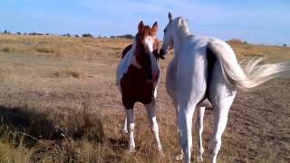 Two horses grooming each other [upl. by Sharyl]